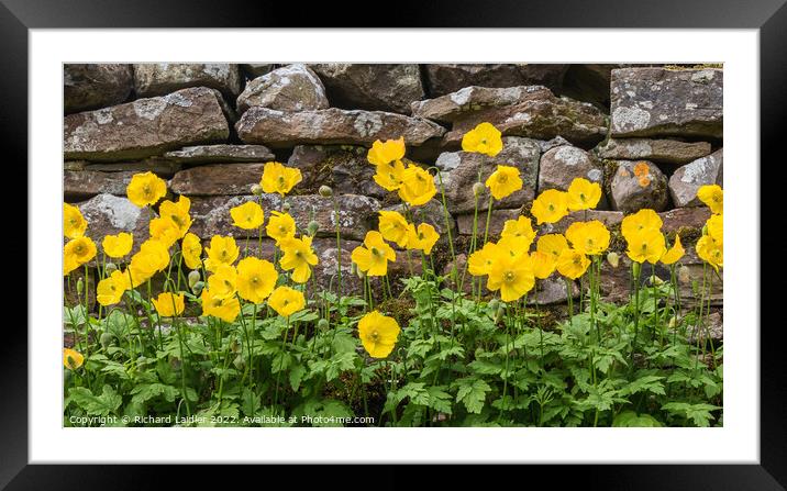 Yellow Welsh Poppies Framed Mounted Print by Richard Laidler