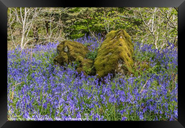 Bluebells at Low Force, Teesdale Framed Print by Richard Laidler