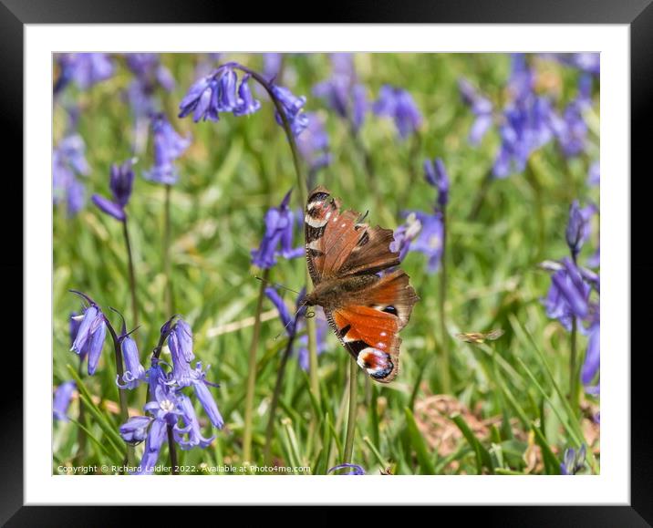 Peacock Butterfly and Bluebells Framed Mounted Print by Richard Laidler