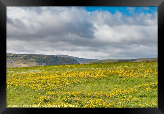 Marsh Marigolds at Langdon Beck, Teesdale Framed Print by Richard Laidler