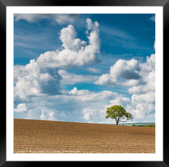 A handful of emerging potatoes Framed Mounted Print by Richard Laidler