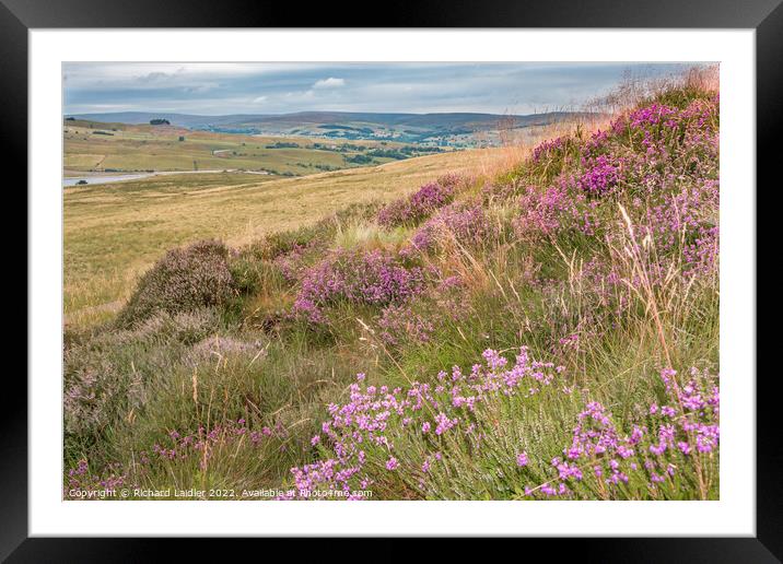 Bell Heather on Harker Hill, Teesdale Framed Mounted Print by Richard Laidler