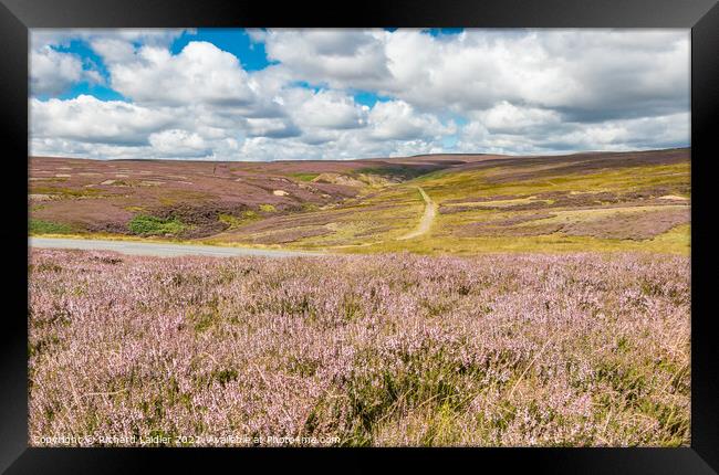 Flowering Heather at Little Eggleshope, Teesdale Framed Print by Richard Laidler