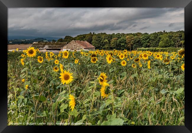 Stormy Sunflowers Framed Print by Richard Laidler