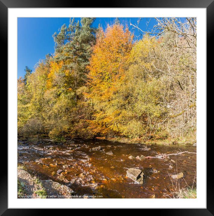 Autumn at Bow Lee Beck, Teesdale Framed Mounted Print by Richard Laidler