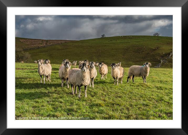 Inquisitive Swaledales in Ettersgill Framed Mounted Print by Richard Laidler