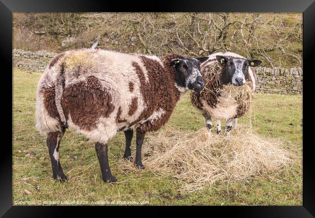 Dutch Spotted Sheep Framed Print by Richard Laidler