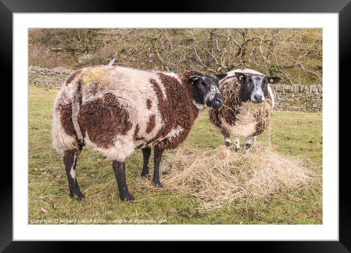 Dutch Spotted Sheep Framed Mounted Print by Richard Laidler