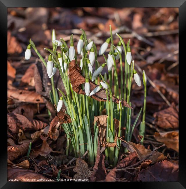January Snowdrops Framed Print by Richard Laidler