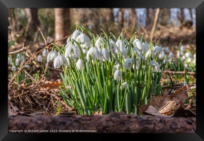 Woodland Snowdrops Framed Print by Richard Laidler