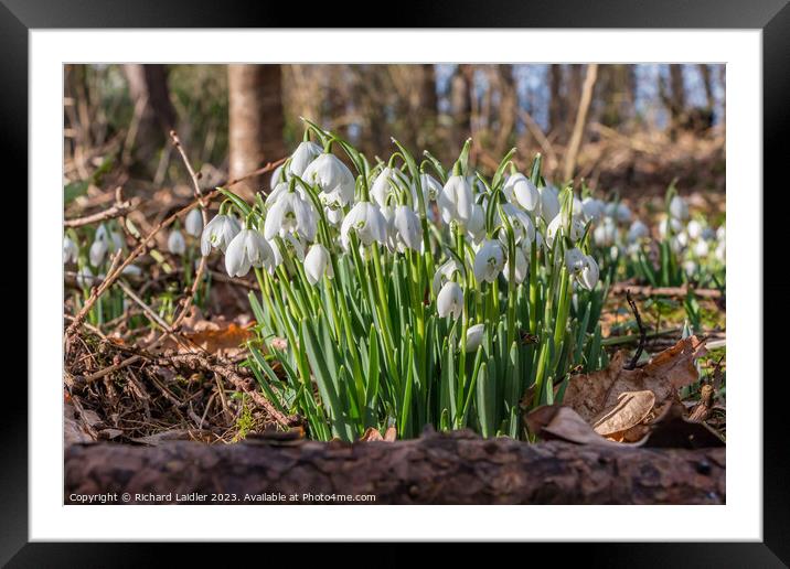 Woodland Snowdrops Framed Mounted Print by Richard Laidler