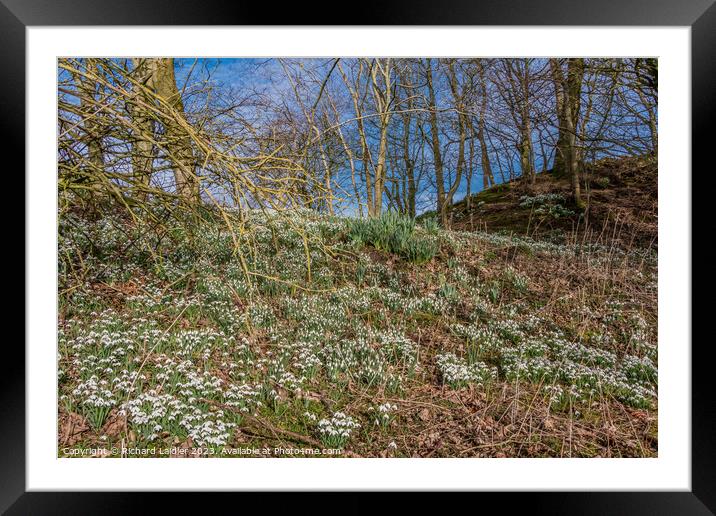 Woodland Snowdrops and Emerging Daffodils Framed Mounted Print by Richard Laidler