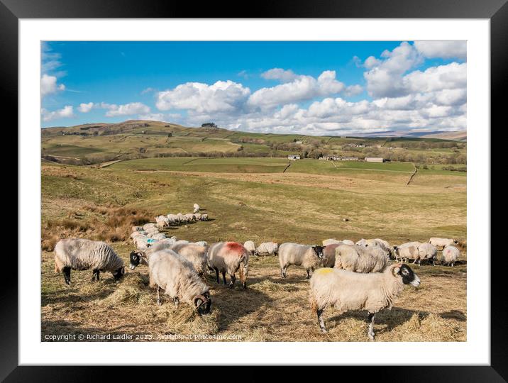 Feeding in Lunedale Mar 2023 (1) Framed Mounted Print by Richard Laidler