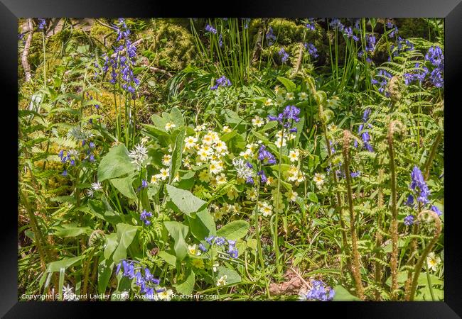 Springtime Wild Flowers Framed Print by Richard Laidler