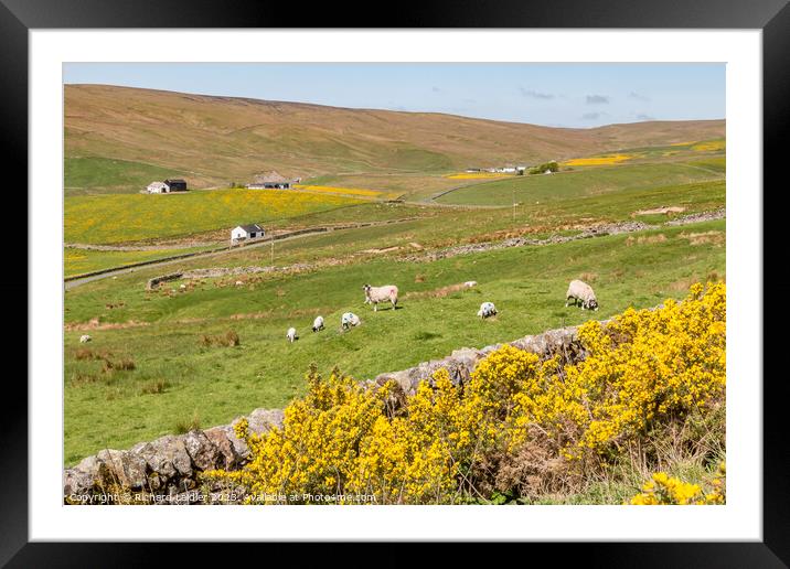 Spring Morning in Harwood Teesdale (2) Framed Mounted Print by Richard Laidler