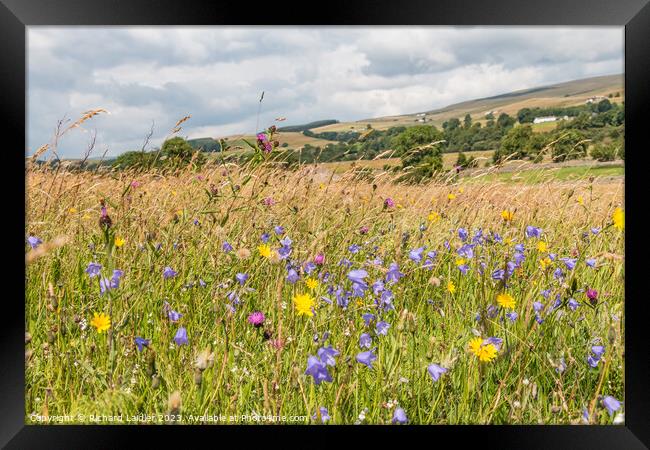 Summer Flower Meadow near Holwick, Teesdale Framed Print by Richard Laidler