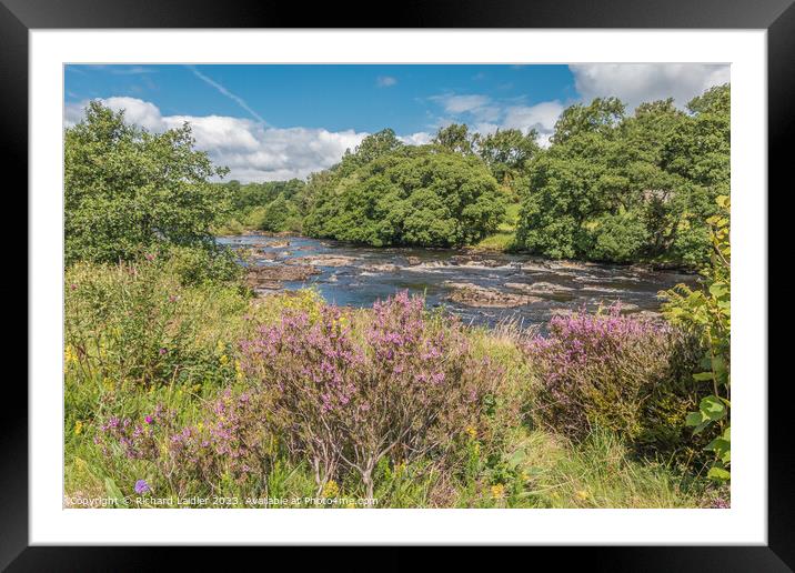 Flowering Heather on the Tees Riverbank Framed Mounted Print by Richard Laidler