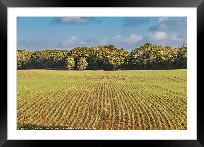 New Wheat at Wycliffe Framed Mounted Print by Richard Laidler