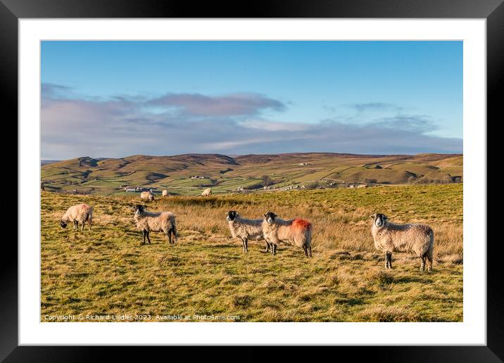 Winter Sun Bail Green Farm, Teesdale Framed Mounted Print by Richard Laidler