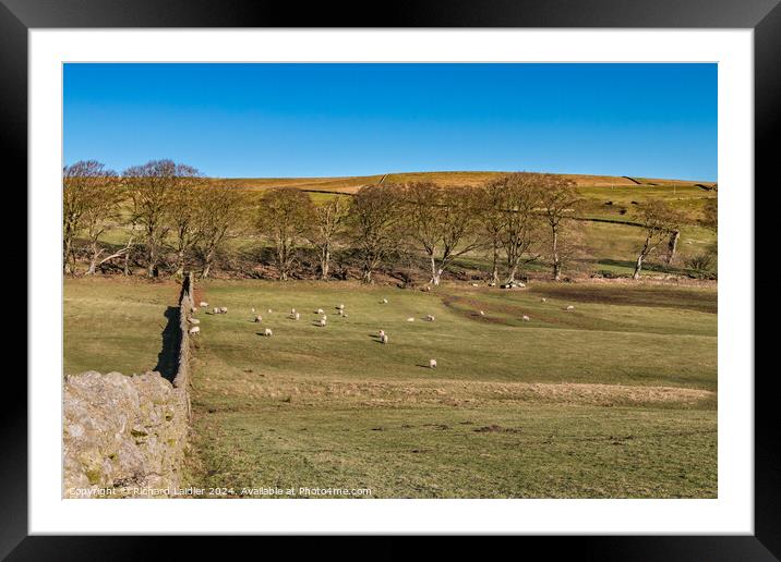 Winter Sun at Dirt Pit Farm, Teesdale Framed Mounted Print by Richard Laidler
