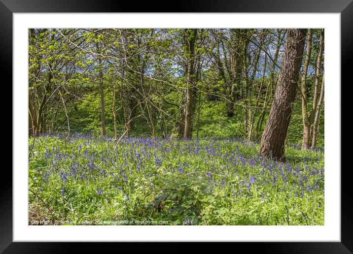 English Bluebell Woodland in Spring Sunshine Framed Mounted Print by Richard Laidler