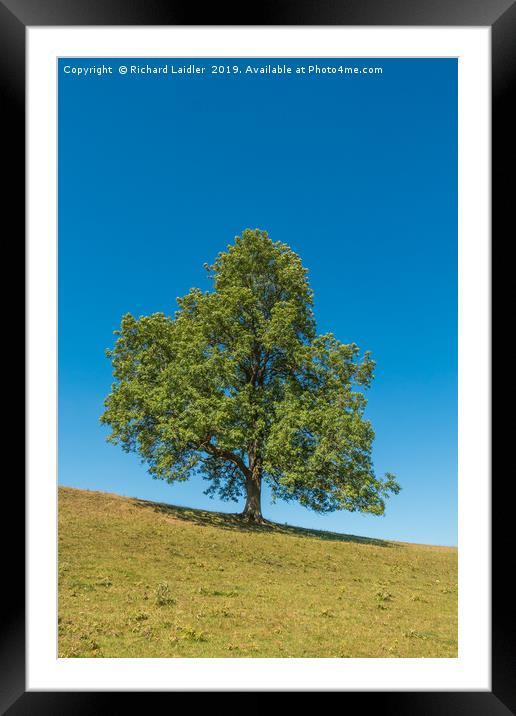 A solitary Ash tree on a sloping meadow in summer Framed Mounted Print by Richard Laidler
