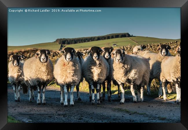 A Curiousness of Swaledales Framed Print by Richard Laidler