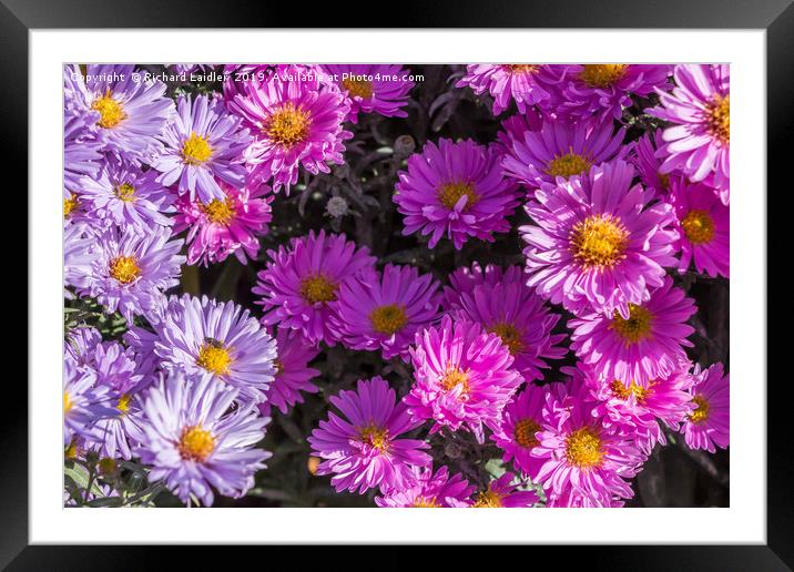 Pink and Blue Asters in Full Flower Framed Mounted Print by Richard Laidler