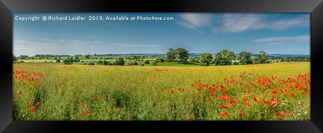 Field Poppies and Flowering Oilseed Rape Panorama Framed Print by Richard Laidler