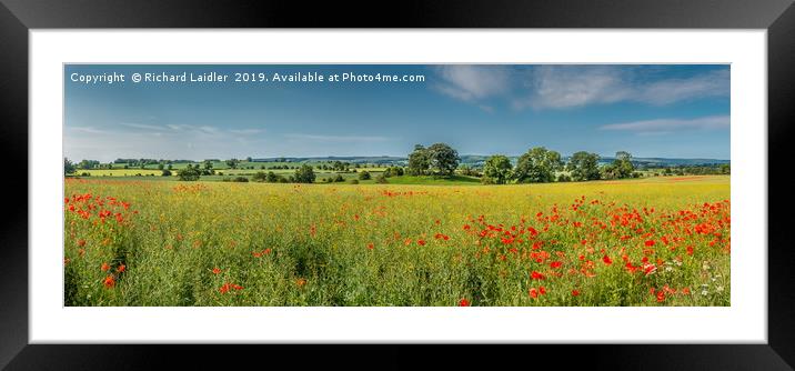 Field Poppies and Flowering Oilseed Rape Panorama Framed Mounted Print by Richard Laidler