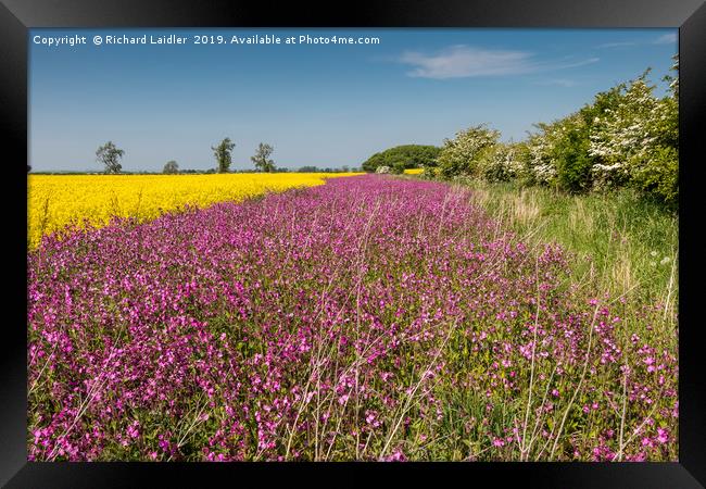 Yellow Oilseed Rape and Red Campion Framed Print by Richard Laidler