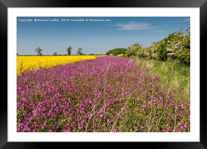 Yellow Oilseed Rape and Red Campion Framed Mounted Print by Richard Laidler