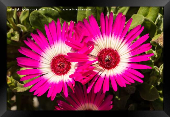 Deep Pink and White Livingstone Daisies Framed Print by Richard Laidler