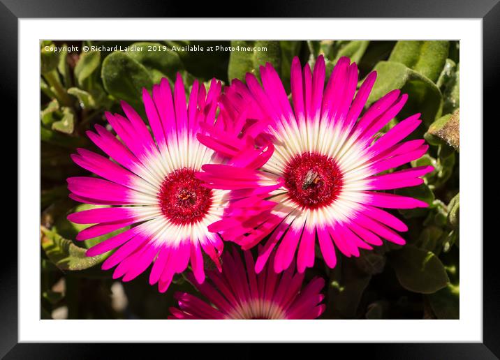 Deep Pink and White Livingstone Daisies Framed Mounted Print by Richard Laidler