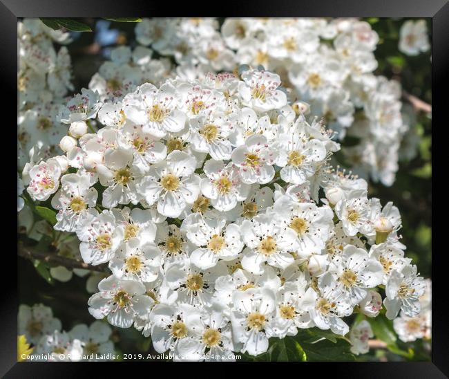 Hawthorn Blossom Framed Print by Richard Laidler