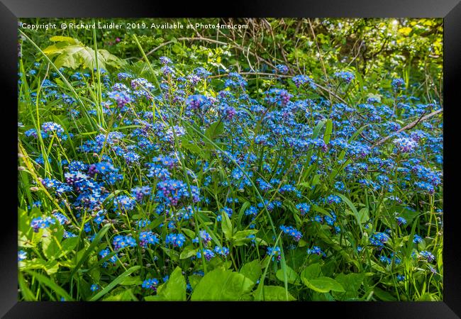 Wild Forget Me Not Flowers Framed Print by Richard Laidler