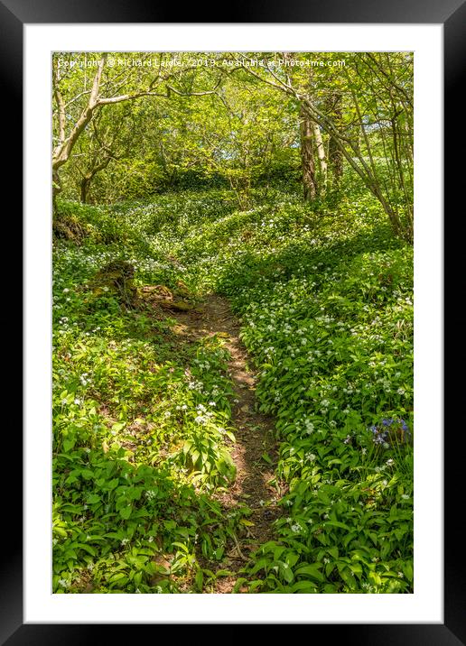 Woodland and Wild Garlic in Spring Framed Mounted Print by Richard Laidler