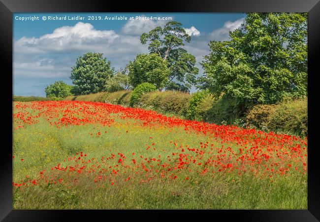 Field Poppies and Oilseed Rape Framed Print by Richard Laidler