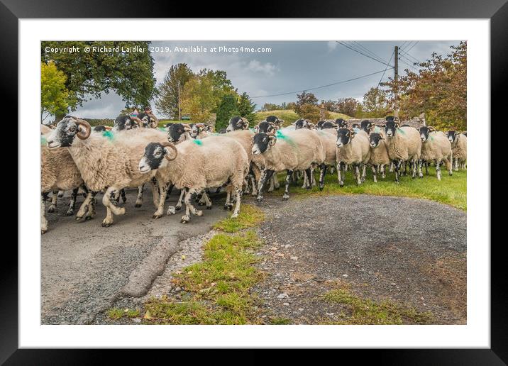 The Gathering In Framed Mounted Print by Richard Laidler