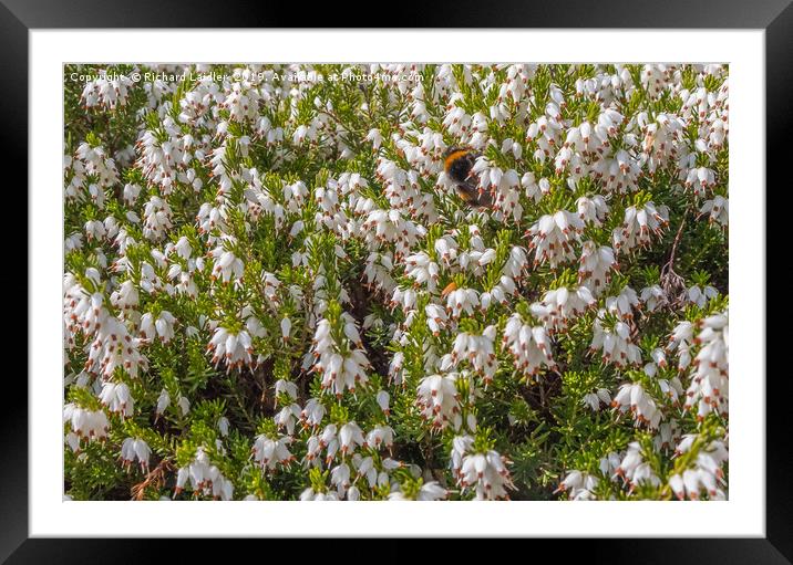 White Winter Fowering Heather Framed Mounted Print by Richard Laidler