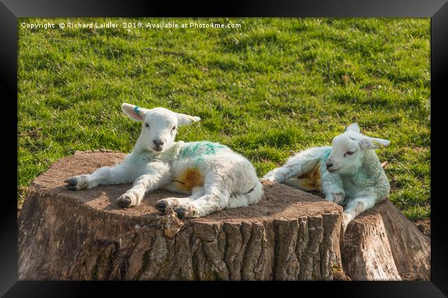 Two Newborn Lambs Posing on Tree Stumps Framed Print by Richard Laidler