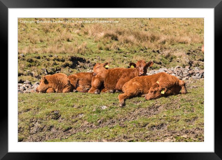 A Laziness of Bovines Framed Mounted Print by Richard Laidler