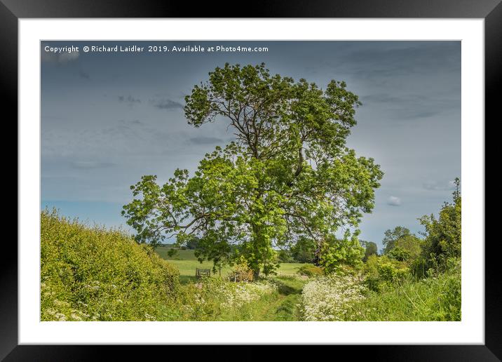 Summer Lane and Ash Tree Framed Mounted Print by Richard Laidler