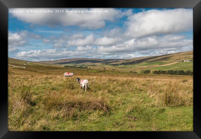 Into Harwood, Upper Teesdale, September 2019  Framed Print by Richard Laidler