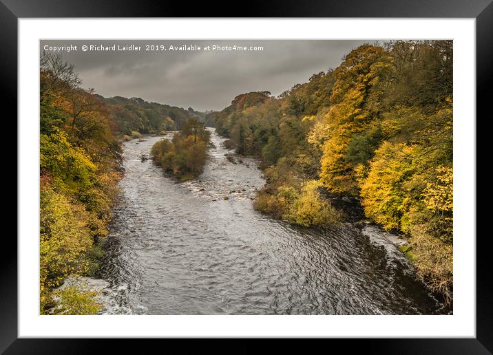Autumn on the River Tees at Winston 2 Framed Mounted Print by Richard Laidler