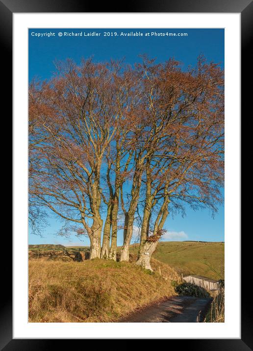 Bare Beech Trees at Ettersgill, Teesdale Framed Mounted Print by Richard Laidler