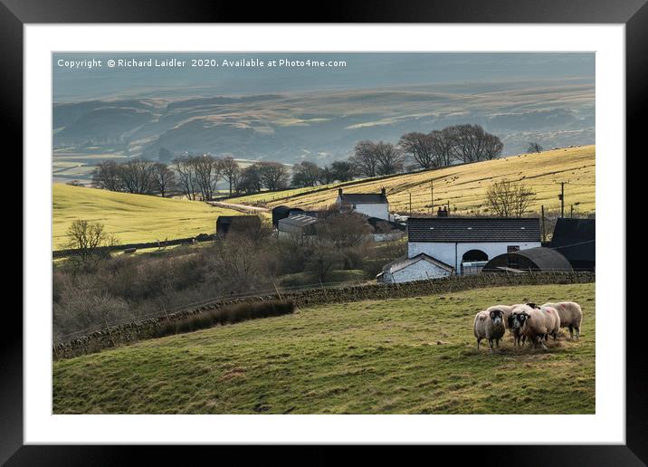 Birch Bush and Ettersgill House Farms, Teesdale Framed Mounted Print by Richard Laidler
