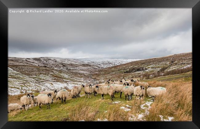 Swaledales in a wintry Hudes Hope valley Framed Print by Richard Laidler