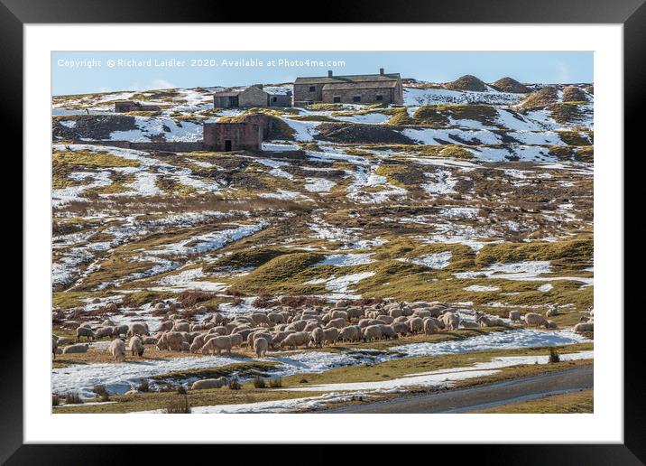 Winter Feeding at Coldberry Lead Mine, Teesdale Framed Mounted Print by Richard Laidler