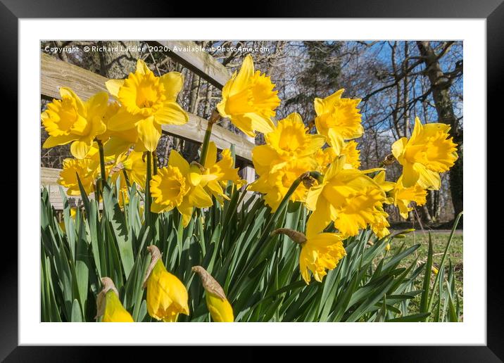 Spring Cheer - Daffodils Framed Mounted Print by Richard Laidler